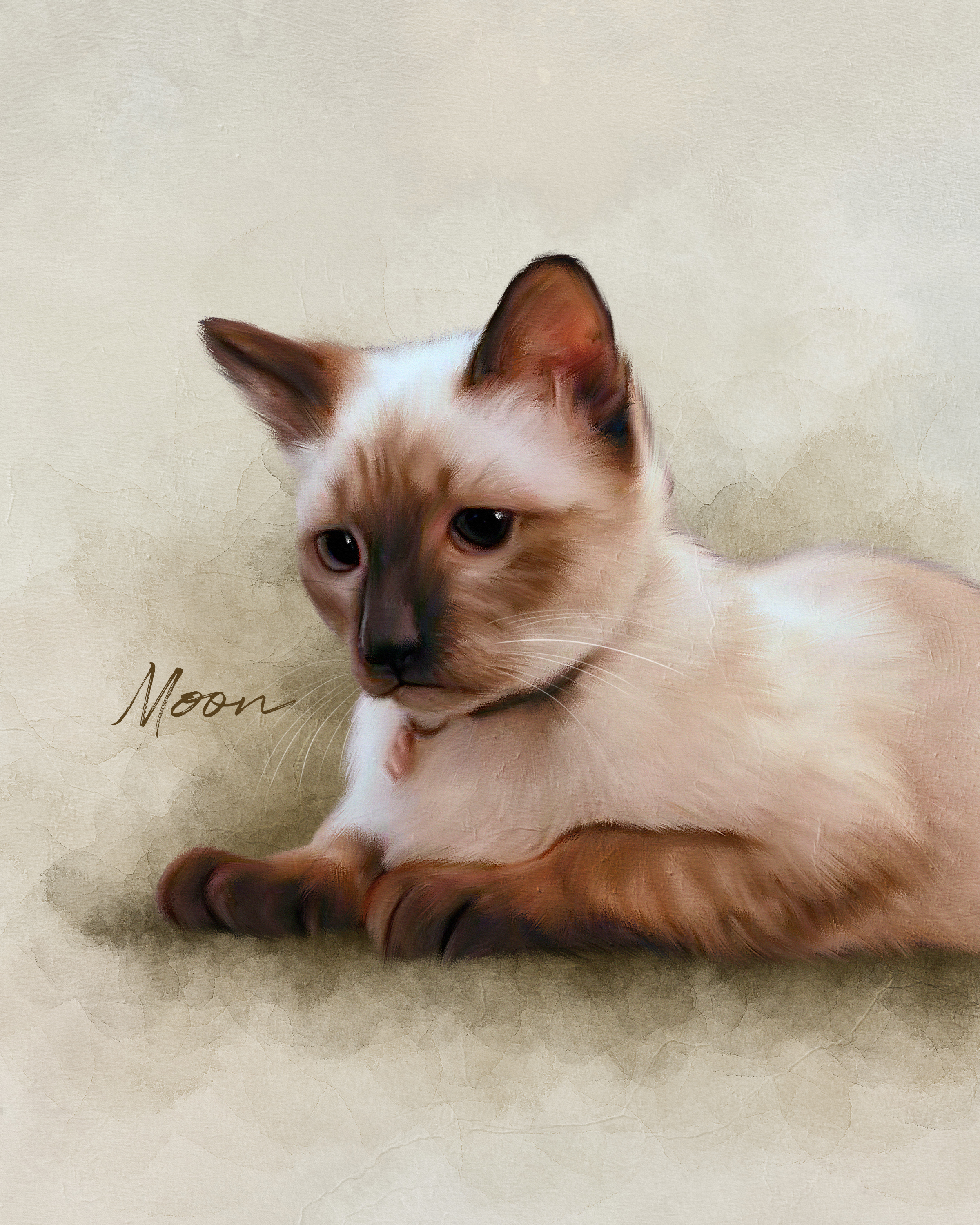 Moon, a resident cat at Angel's Cat Cafe