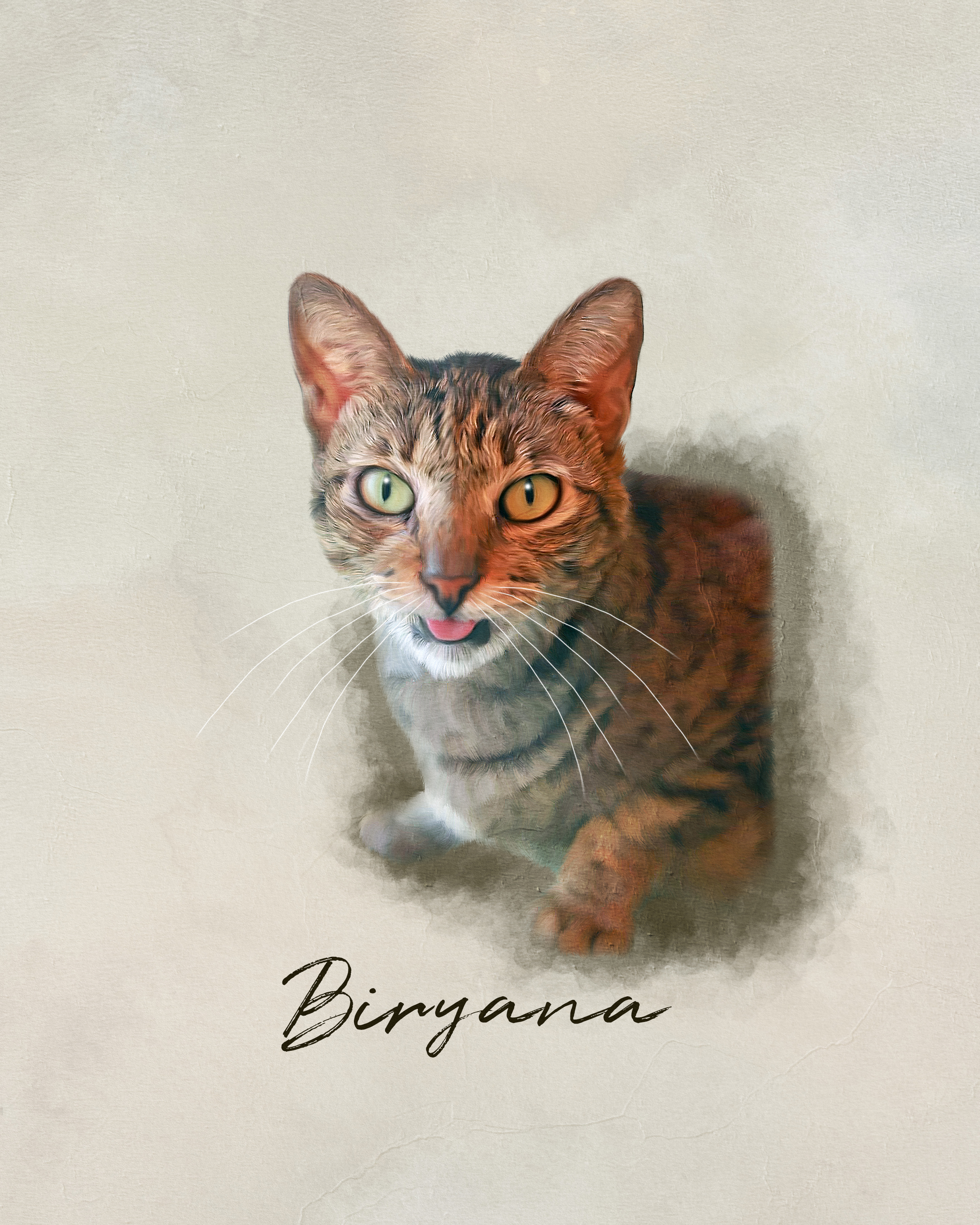Biryana, a resident cat at Angel's Cat Cafe